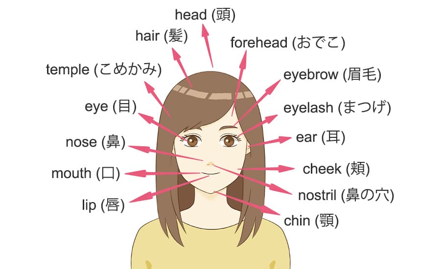 顔の代表的なパーツの英語