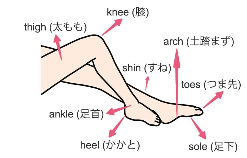 足の各部位の英単語