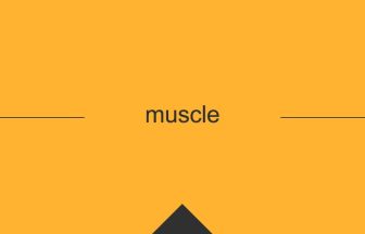 muscle 意味 英単語 英語 使い方