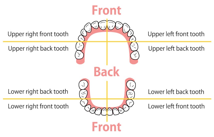 「右下の前歯」や「左上の奥歯」の英語