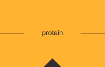 protein 英語 意味 英単語