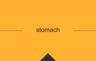 stomach 英語 意味 英単語